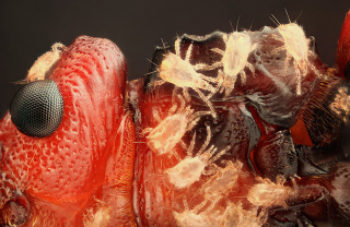 Illustration for article titled The creepiest photographs of things you can only see under a microscope
